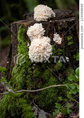 Hericium coralloides. saprotrophic fungus, commonly known as coral tooth fungus or comb coral mushroom 123089689