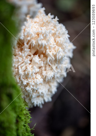 Hericium coralloides. saprotrophic fungus, commonly known as coral tooth fungus or comb coral mushroom 123089693