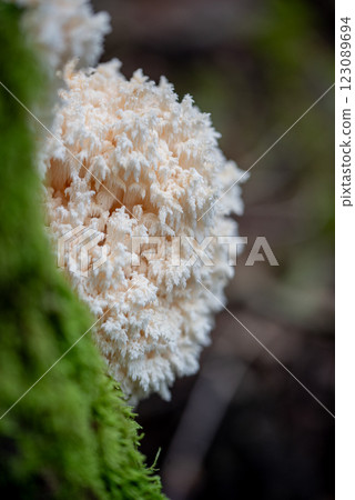 Hericium coralloides. saprotrophic fungus, commonly known as coral tooth fungus or comb coral mushroom Hericium coralloides. saprotrophic fungus, commonly known as coral tooth fungus or comb coral mushroom 123089694