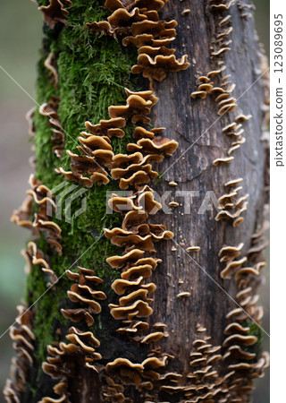 Stereum hirsutum, commonly known as the false turkey tail 123089695