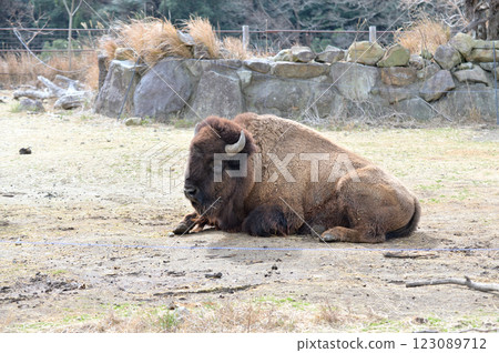 American bison American bison 123089712