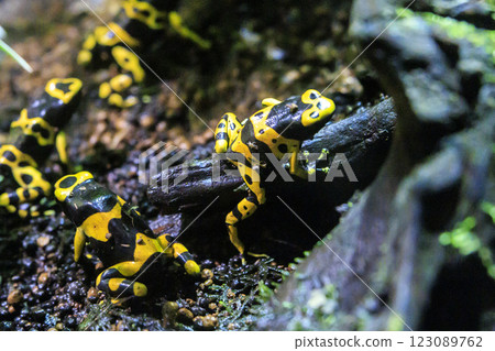 Yadokuda frog 123089762