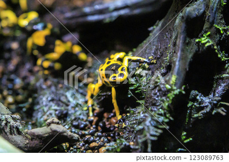 Yadokuda frog Yadokuda frog 123089763