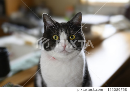 A cat staring at you 123089768