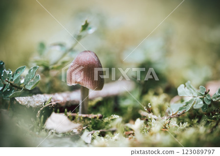 Mushroom. small forest inedible brown mushroom in moss Mushroom. small forest inedible brown mushroom in moss 123089797