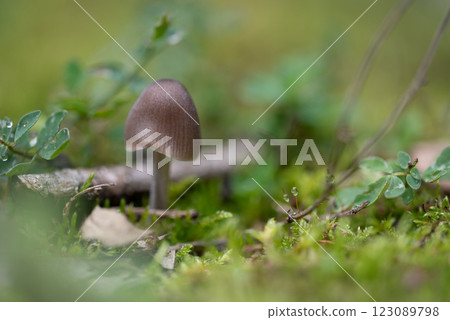 Mushroom. small forest inedible brown mushroom in moss 123089798