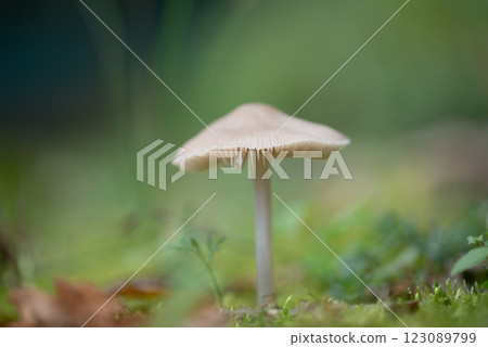 mycena galopus, commonly known as the milky mycena is an inedible species of fungus in the family Mycenaceae of the order Agaricales. 123089799