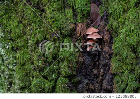 Small brown mushrooms growing on a tree trunk. moss Small brown mushrooms growing on a tree trunk. moss 123089803