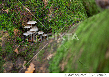 mycena galopus, commonly known as the milky mycena is an inedible species of fungus in the family Mycenaceae of the order Agaricales. 123089804
