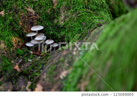 mycena galopus, commonly known as the milky mycena is an inedible species of fungus in the family Mycenaceae of the order Agaricales. 123089805