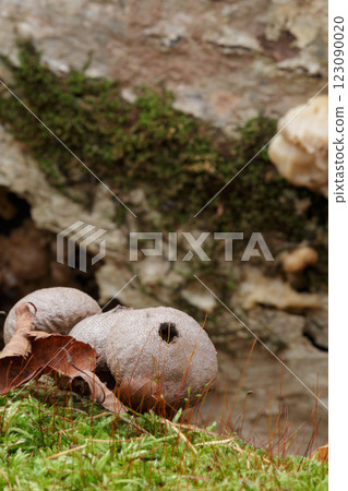 棕色馬勃蘑菇生長在苔蘚上 123090020