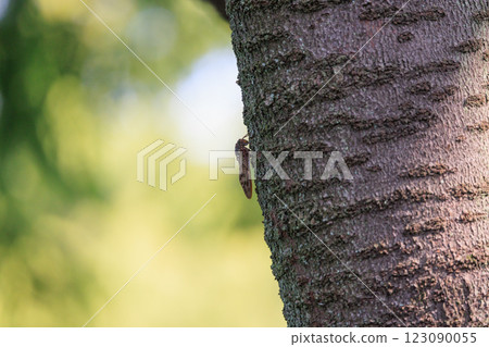 A brown cicada that is reminiscent of the summer sun and heat A brown cicada that is reminiscent of the summer sun and heat 123090055