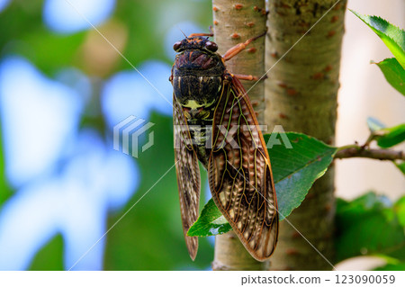 A brown cicada that is reminiscent of the summer sun and heat A brown cicada that is reminiscent of the summer sun and heat 123090059