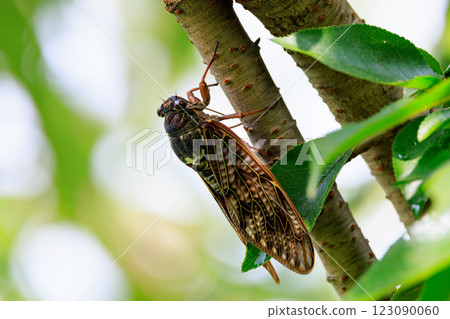 A brown cicada that is reminiscent of the summer sun and heat A brown cicada that is reminiscent of the summer sun and heat 123090060