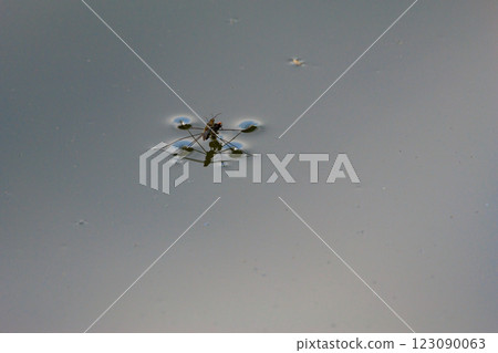 A water strider gliding across the water 123090063