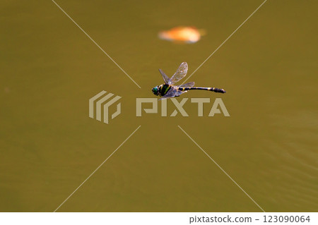 Oniyama, a dragonfly that patrols a certain area with Japan's largest dragonfly 123090064