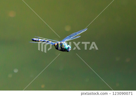 Oniyama，一種與日本最大的蜻蜓一起在某個地區巡邏的蜻蜓 123090071