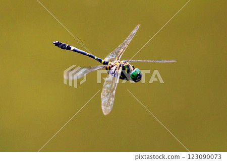 Oniyama, a dragonfly that patrols a certain area with Japan's largest dragonfly Oniyama, a dragonfly that patrols a certain area with Japan's largest dragonfly 123090073
