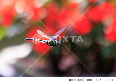 Oniyama, a dragonfly that patrols a certain area with Japan's largest dragonfly Oniyama, a dragonfly that patrols a certain area with Japan's largest dragonfly 123090074
