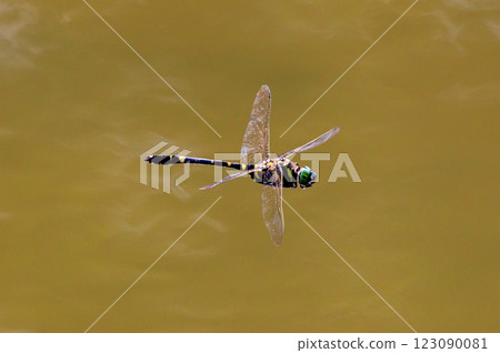 Oniyama, a dragonfly that patrols a certain area with Japan's largest dragonfly 123090081