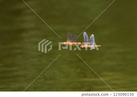 A beautiful red dragonfly with yellowish wings. A beautiful red dragonfly with yellowish wings. 123090130