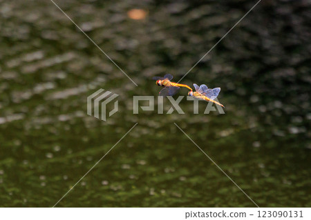 A beautiful red dragonfly with yellowish wings. A beautiful red dragonfly with yellowish wings. 123090131
