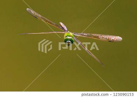 The fastest bug in the insect world that patrolls at high speed. The fastest bug in the insect world that patrolls at high speed. 123090153