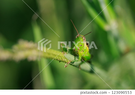 Oxya yezoensis, an agricultural pest that loves gramineous plants Oxya yezoensis, an agricultural pest that loves gramineous plants 123090553