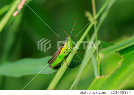 Oxya yezoensis, an agricultural pest that loves gramineous plants Oxya yezoensis, an agricultural pest that loves gramineous plants 123090554