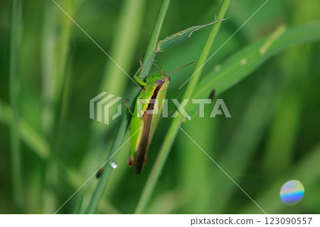 Oxya yezoensis，一種喜歡禾本科植物的農業害蟲 123090557