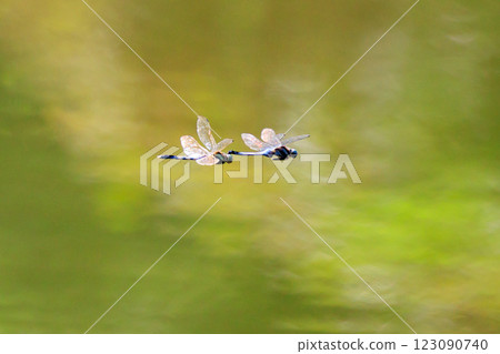 Two-tone familiar dragonfly Shiokara dragonfly Two-tone familiar dragonfly Shiokara dragonfly 123090740