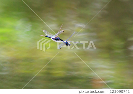 Two-tone familiar dragonfly Shiokara dragonfly 123090741