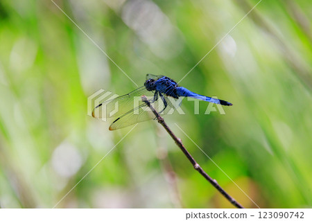 兩音熟悉的蜻蜓Shiokara蜻蜓 123090742