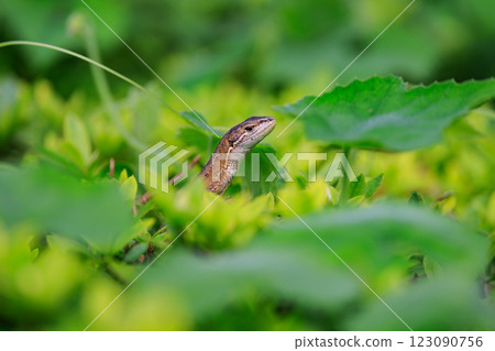 Lizard endemic to Japan Japanese kanaebi Lizard endemic to Japan Japanese kanaebi 123090756