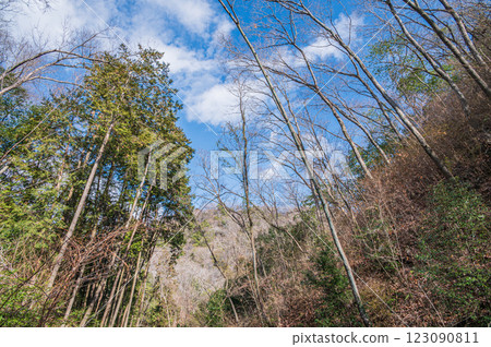 大阪府立森林星田公園風景、松徑、交野市 大阪府立森林星田公園風景、松徑、交野市 123090811