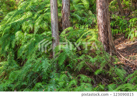 大阪府交野市星田花園山生長的蕨類植物 大阪府交野市星田花園山生長的蕨類植物 123090815