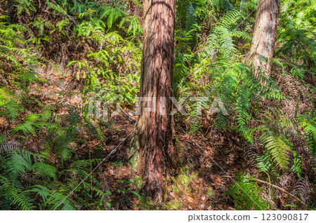 Ferns growing in the mountains at Hoshida Garden, Katano City, Osaka Prefecture 123090817