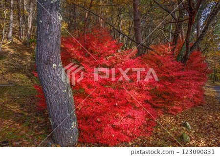 The bright red autumn leaves of Enkianthus campanulatus sparkling in the sunlight filtering through the trees 123090831