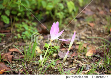 Corticum flowers 123090863
