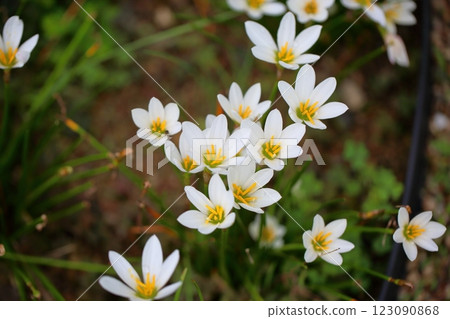 Refreshing Tamasudare flowers Refreshing Tamasudare flowers 123090868