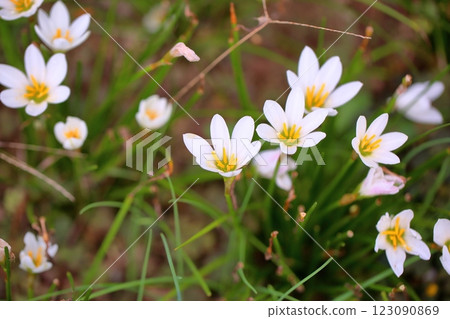 Refreshing Tamasudare flowers Refreshing Tamasudare flowers 123090869