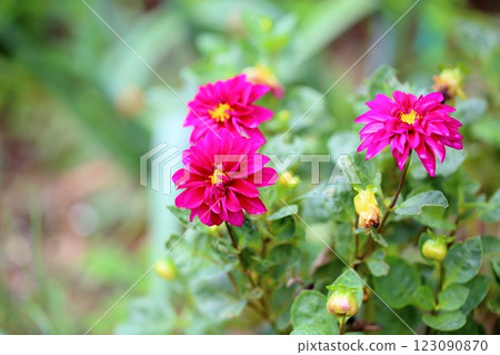 Beautiful dahlia flower Beautiful dahlia flower 123090870