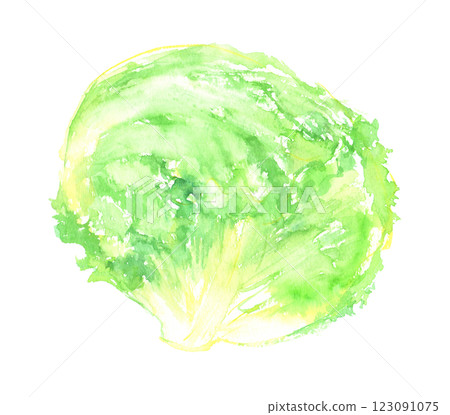 Watercolor illustration of lettuce Watercolor illustration of lettuce 123091075