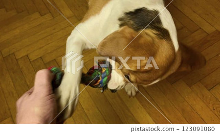 Tug of war between dog and owner over a rope toy. Owner and pet dog play in the home room. Concept of the play of the master and the dog Tug of war between dog and owner over a rope toy. Owner and pet dog play in the home room. Concept of the play of the master and the dog 123091080