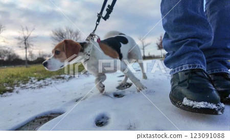 A dog on a walk sniffs the snow. Dog on a stroll on a snowy path. The concept of friendship between a dog and its master 123091088