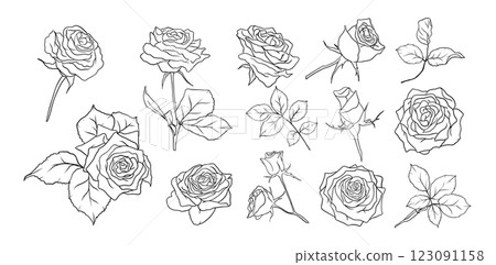 Hand drawn roses flowers line art illustration with floral botanical elements nature outline and sketch style 123091158