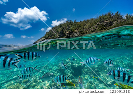 School of fish in the underwater park, Ogasawara School of fish in the underwater park, Ogasawara 123091218