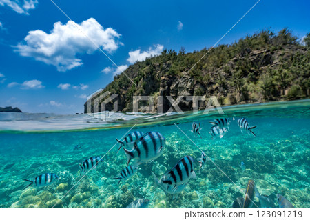 School of fish in a marine park 123091219
