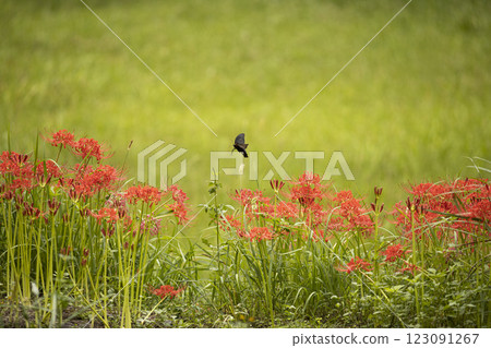 黑燕尾從紅孤挺花中吸取花蜜 黑燕尾從紅孤挺花中吸取花蜜 123091267