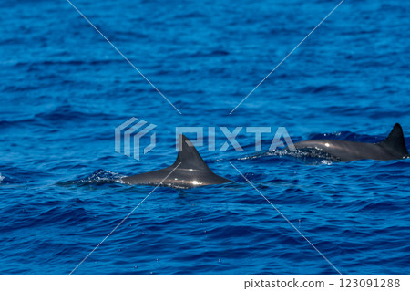 日本多刺的海豚小笠原 123091288